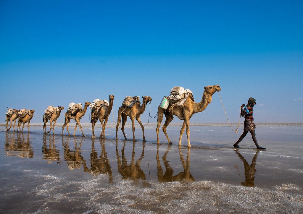 Afar Salt Caravan