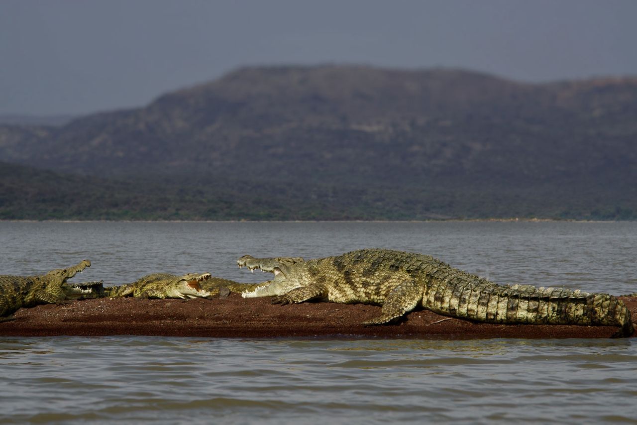 Nile Crocodile