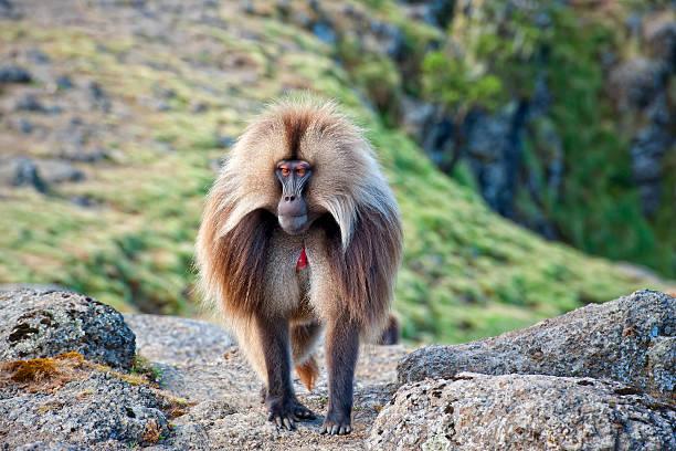 Chelada Baboon